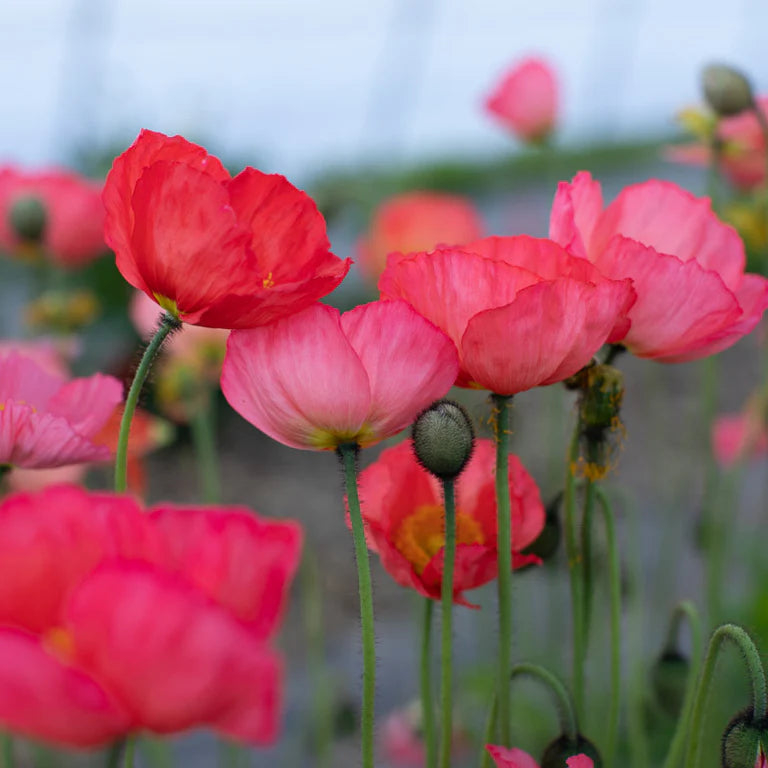 Islandes magone 'Champagne Bubbles Pink"