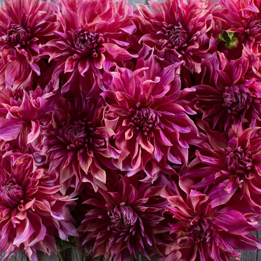 Dālija 'Penhill Dark Monarch'