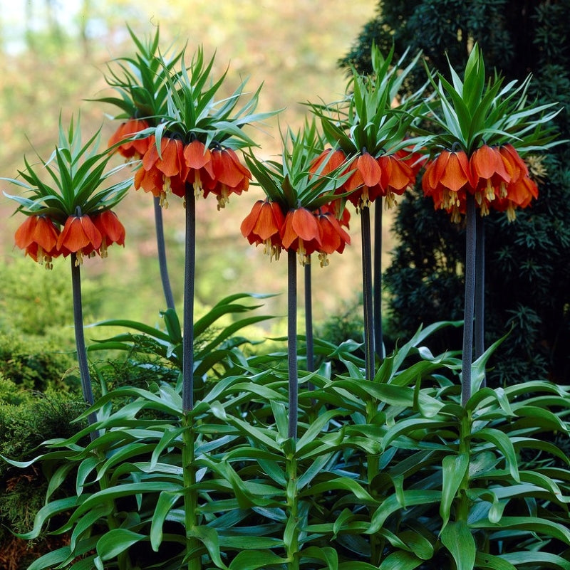 Fritilārija 'Rubra'