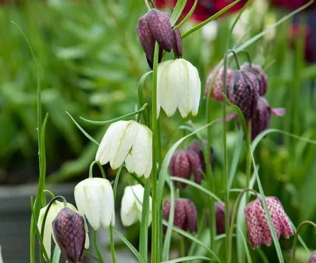 Rūtainā fritilārija 'Alba'