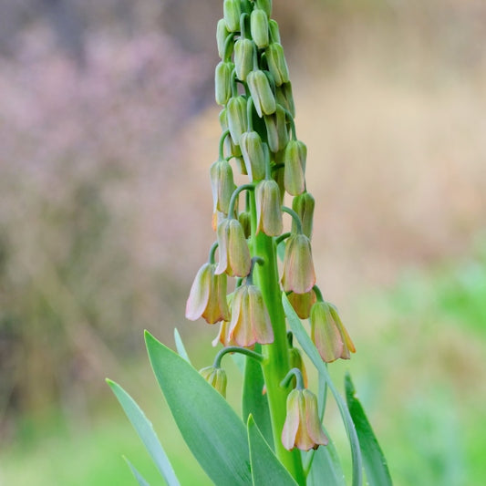 Persijas fritilārija  'Green Dreams'