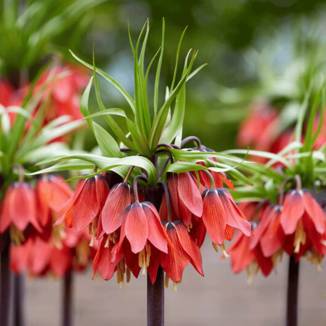 Fritilārija 'Rubra'