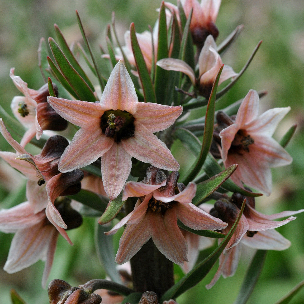 Fritilārija -  Fritillaria stenanthera