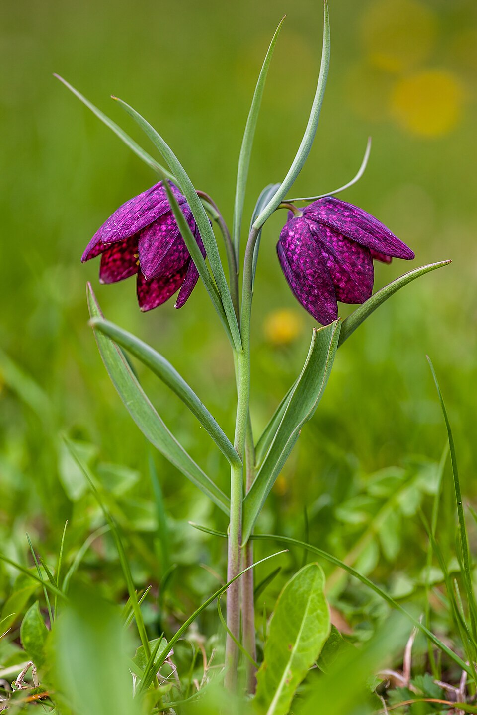 Rūtainā fritilārija