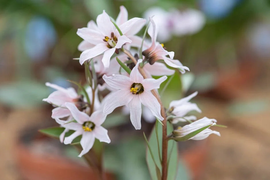 Fritilārija -  Fritillaria stenanthera