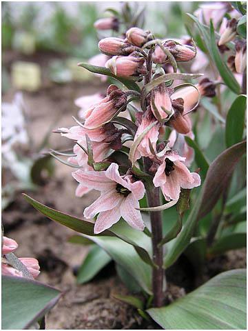 Fritilārija -  Fritillaria stenanthera