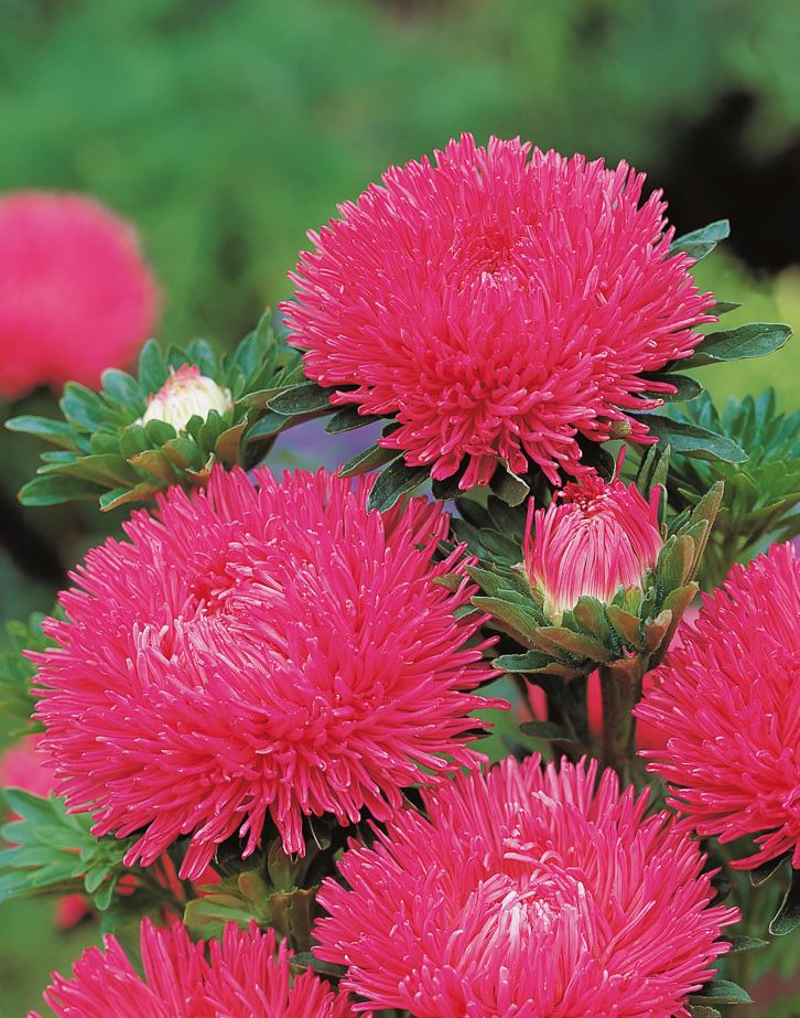 Asteres 'Gala Carmine Rose'