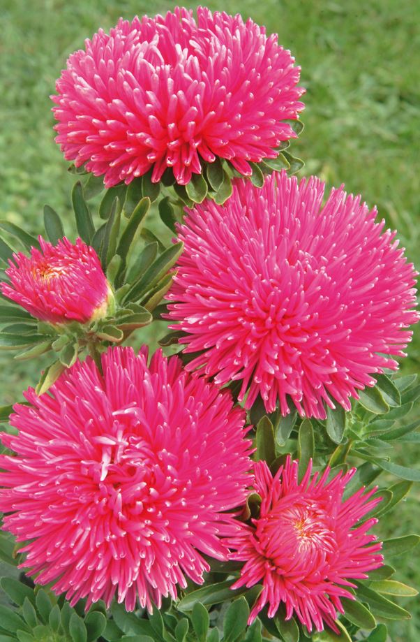 Asteres 'Gala Carmine Rose'