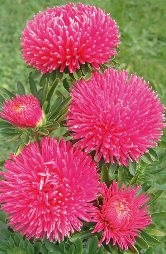 Asteres 'Gala Carmine Rose'