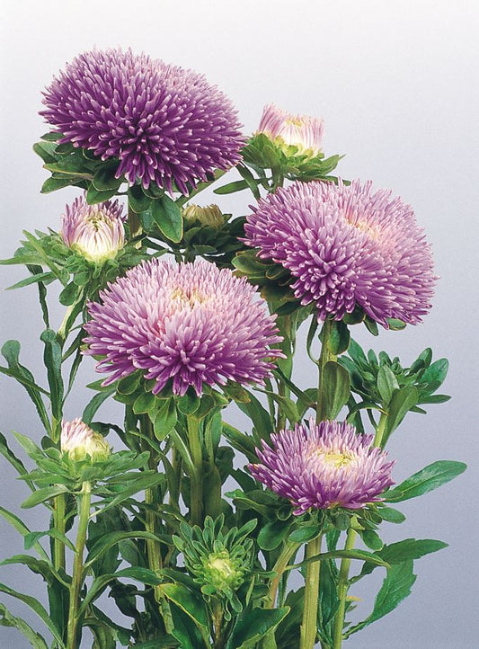 Asteres 'Gala Lavender'
