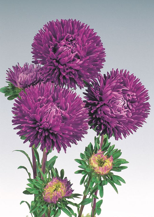 Asteres 'Gala Purple'