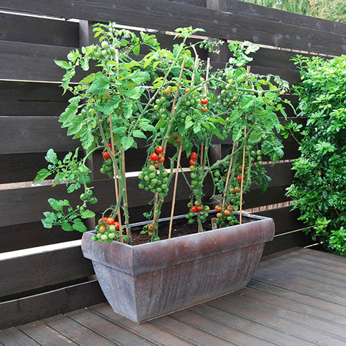 Tomāti 'Gardeners Delight'