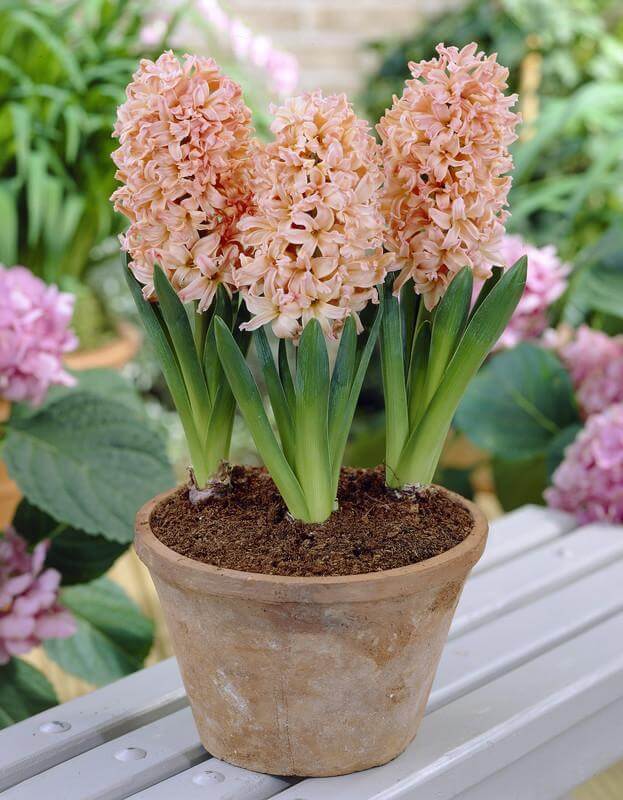 Hiacintes  'Gipsy Queen'