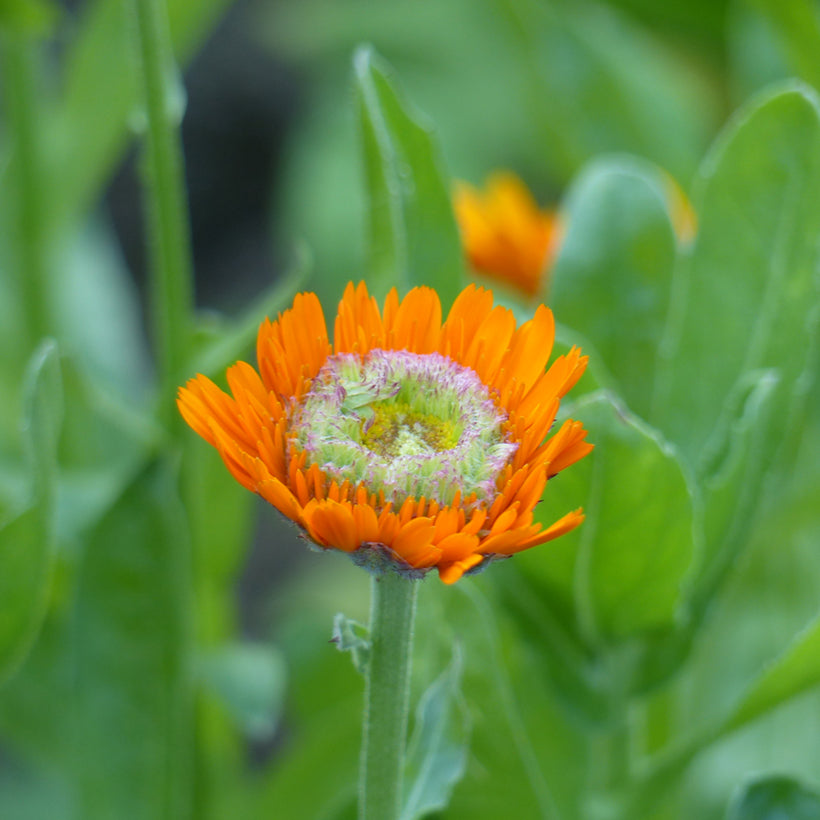 Kliņģerīte 'Greenheart Orange'