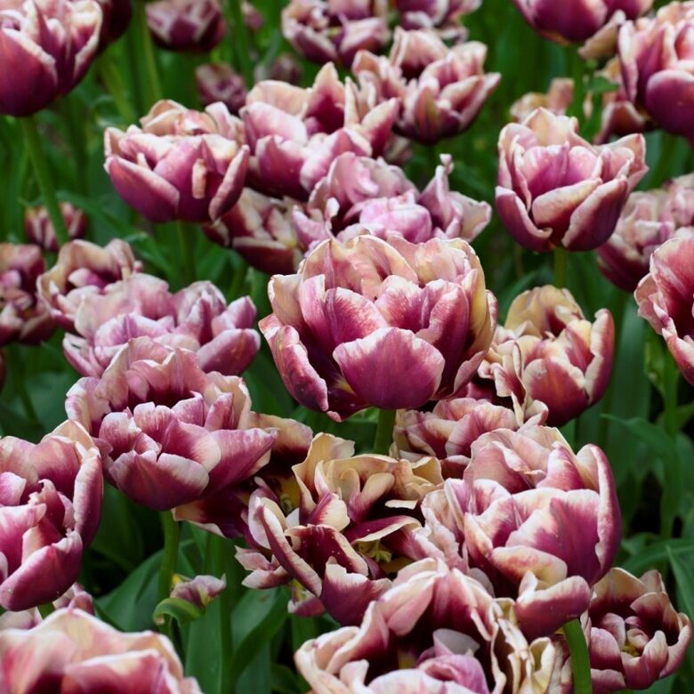 Tulpes 'Wyndham'