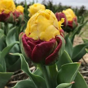 Tulpes 'Ice Cream Banana'