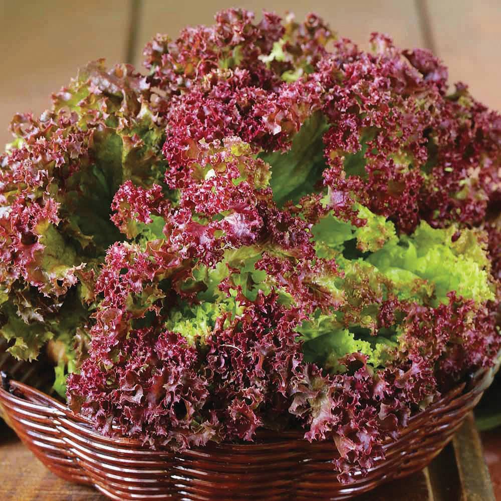 Salāti 'Lollo Rossa'