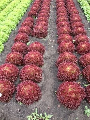Salāti 'Lollo Rossa'