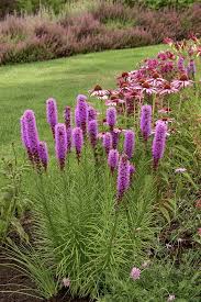Liatre 'Cobold'