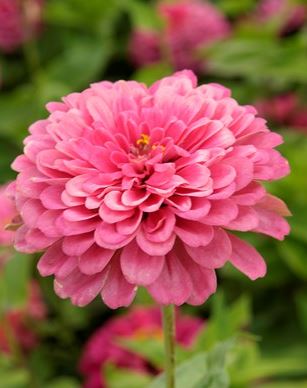 Cinnijas 'Luminosa'