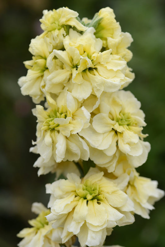 Lefkoja 'Column Miracle Gold'
