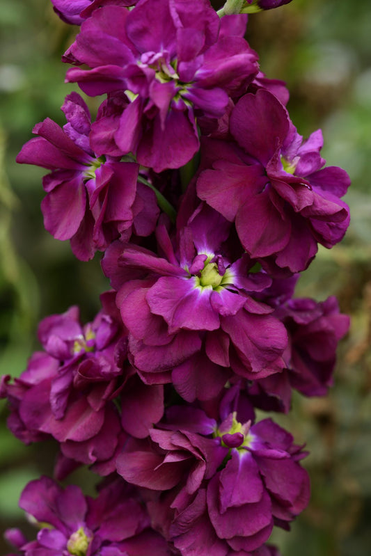 Lefkoja 'Column Purple heart'
