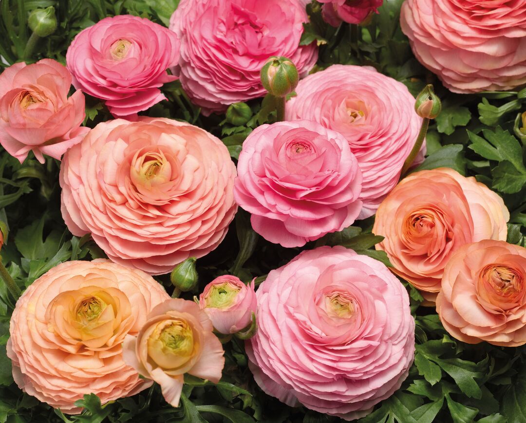 Āzijas gundega Magic Pink &Peach granulētas sēklas