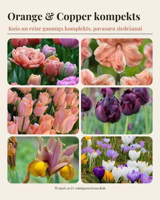 Sīpolpuķu komplekts ar mēslojumu 'Orange&Copper'