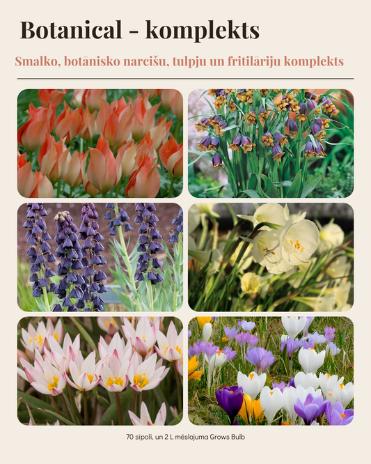 Sīpolpuķu komplekts ar mēslojumu 'Botanical' B