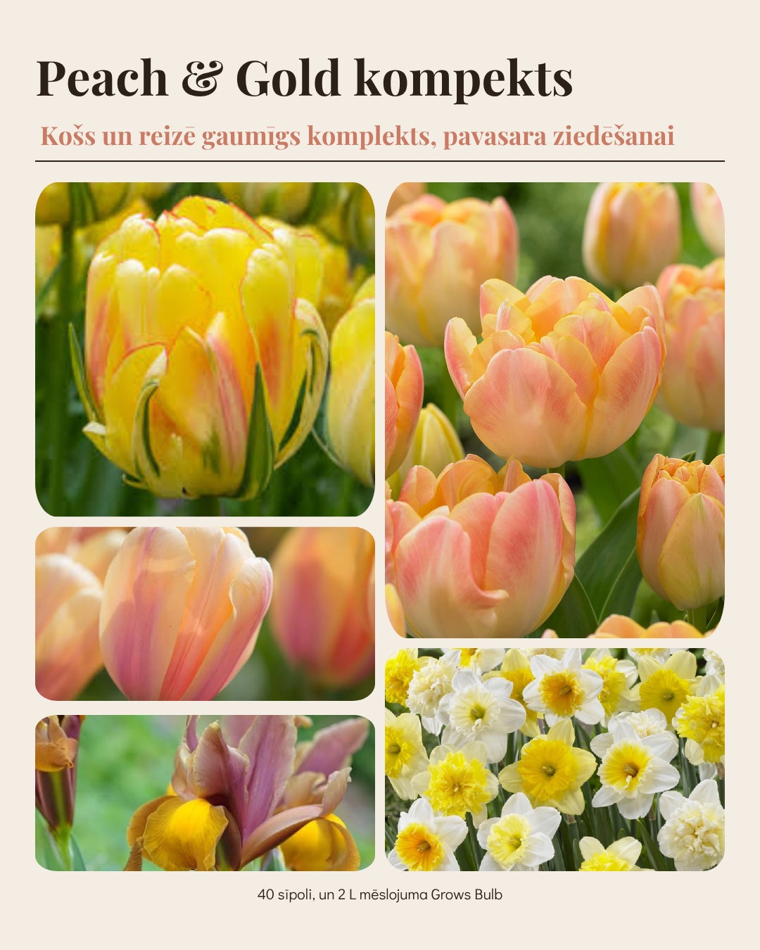 Sīpolpuķu komplekts ar mēslojumu 'Gold&Peach'