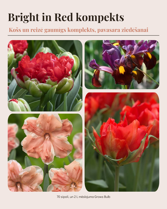 Sīpolpuķu komplekts ar mēslojumu 'Orange&Copper' (Copy)