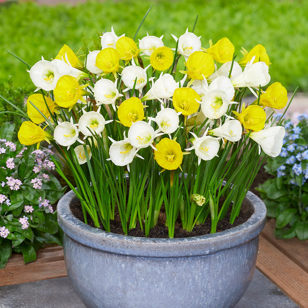 Narcises bulbocodium -mix-