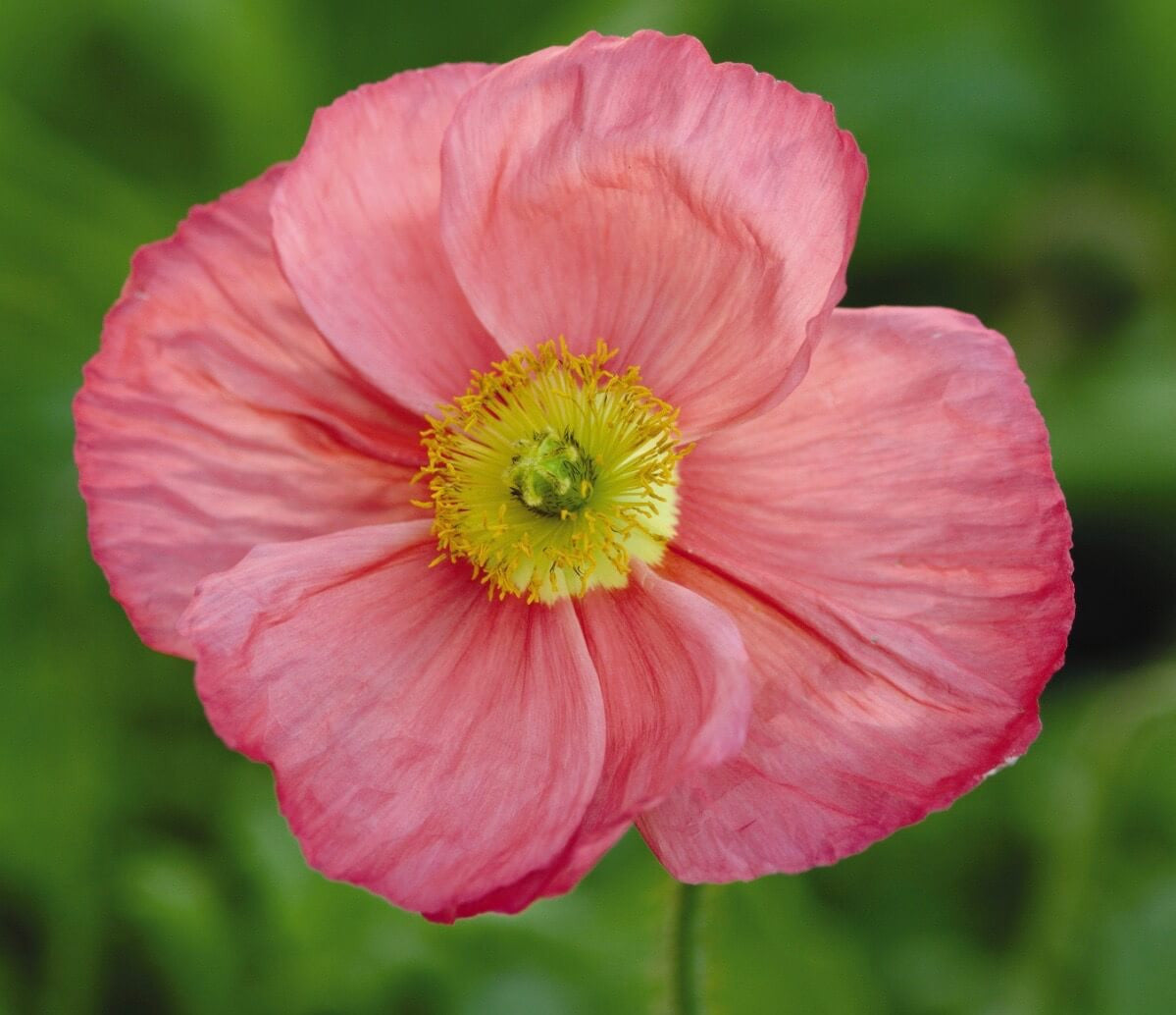 Islandes magone 'Champagne Bubbles Pink"