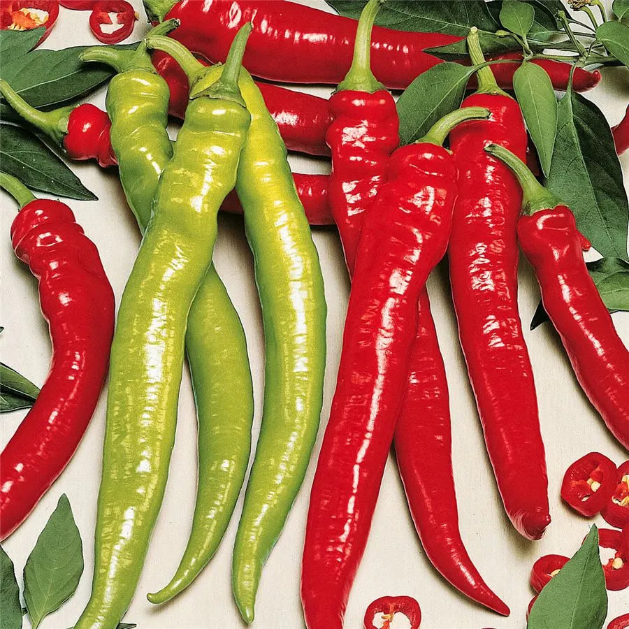 Paprika 'Lombardo'