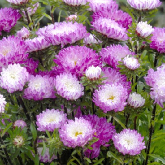 Asteres 'Matsumoto Pink Tipped White'