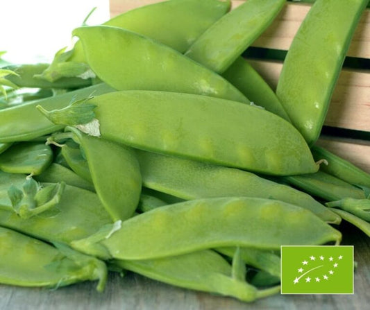 Zirņi 'Ambrosia' - BIO saldie, maigo pākstenīšu ieguvei