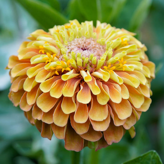 Cinnija 'QUEEN LEMON PEACH'