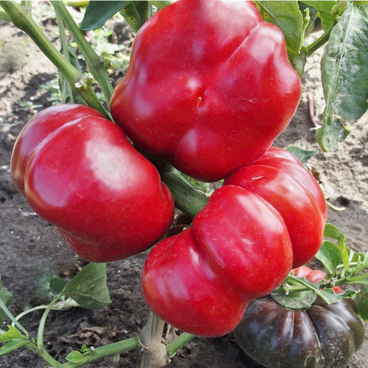 Paprika 'Rajen'
