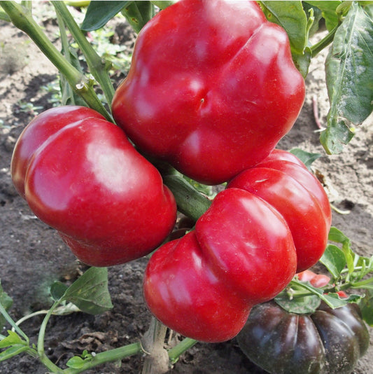 Paprika 'Rajen'
