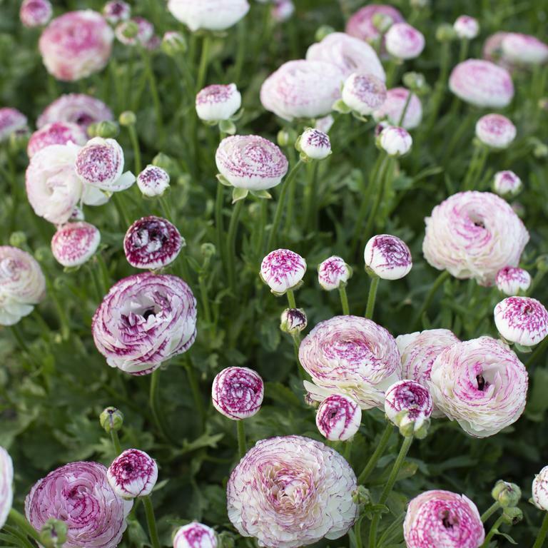 Āzijas gundegas ELEGANCE® 'Bianco Striato'