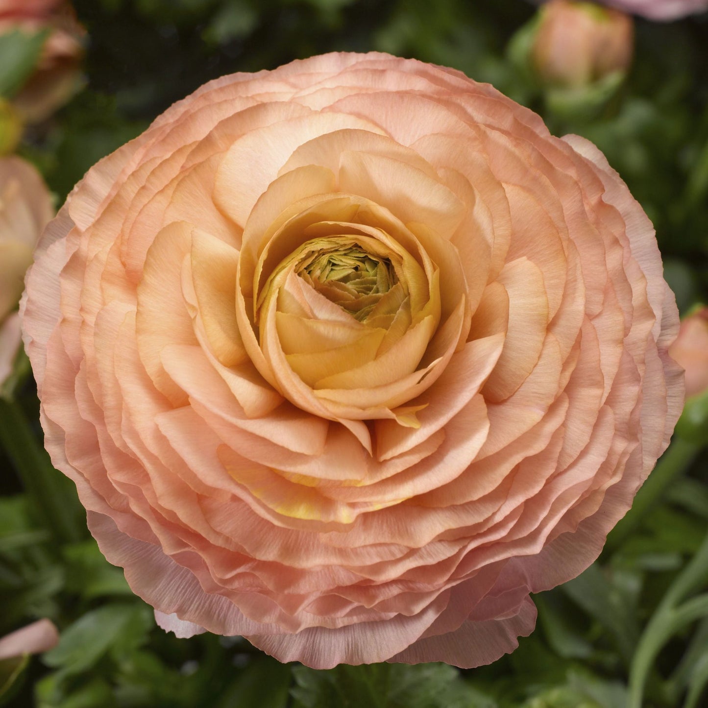 Āzijas gundega Magic Pink &Peach granulētas sēklas