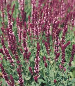 Salvija superba 'Rose Queen'