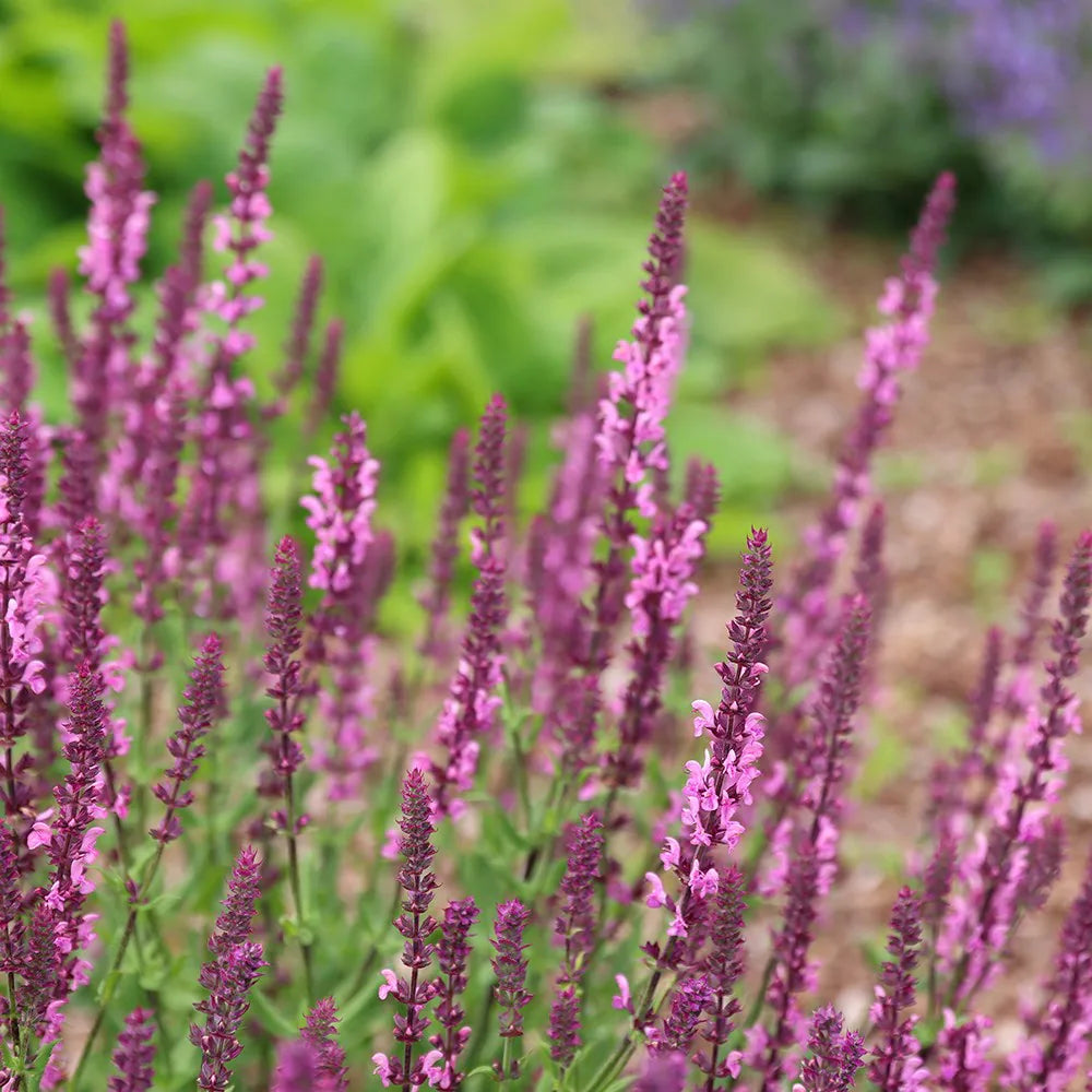 Salvija superba 'Rose Queen'