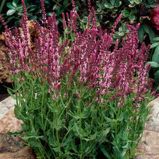 Salvija superba 'Rose Queen'