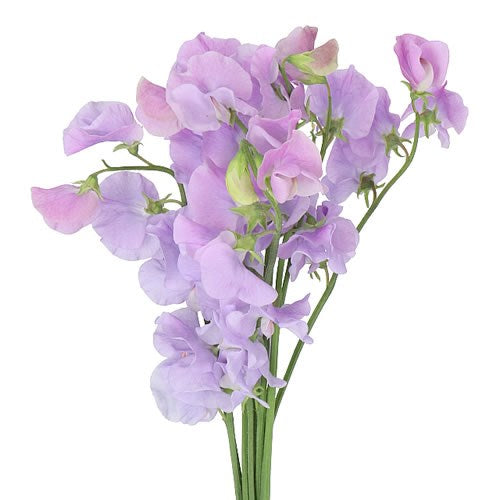 Puķuzirņi 'Winter Sunshine Lavender'