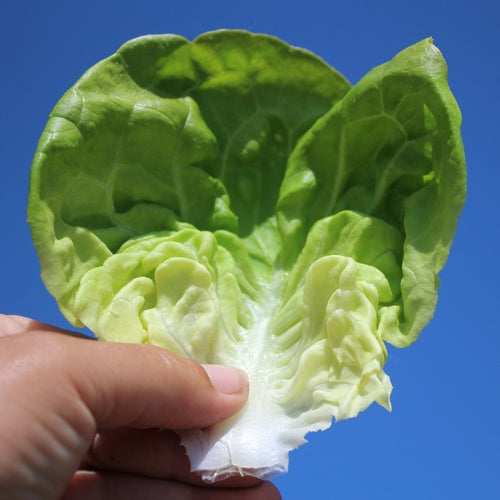 Salāti 'Gustavs Salad'