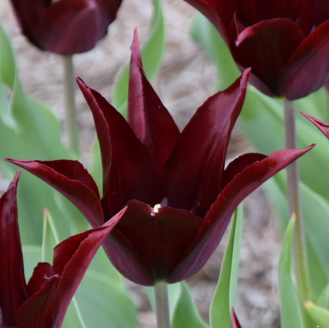 Tulpes 'Sarah Raven"
