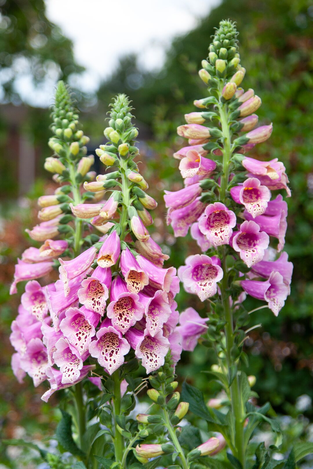 Uzpirkstīte 'Warm Rose'