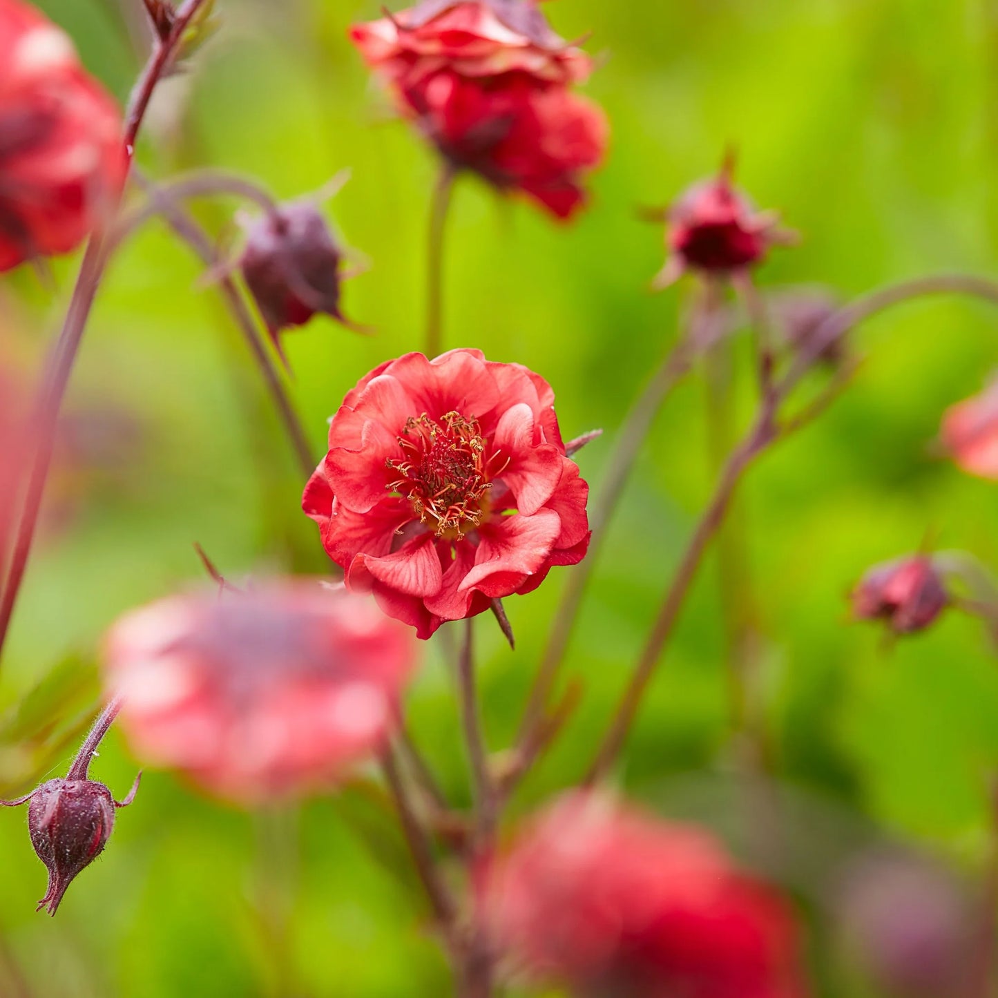 Bitene 'Flames of Passion'