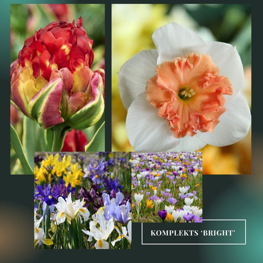 Sīpolpuķu komplekts ar mēslojumu 'Bright'
